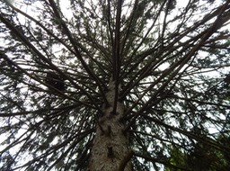 DSCN4358